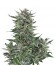 Easy Bud Auto fem (Royal Queen Seeds) семена конопли