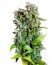 Fast Bud #2 Auto fem (Sweet Seeds)семена конопли