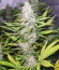 Kalashnikov Express fem (Kalashnikov Seeds) семена конопли