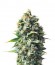 Pineapple Kush fem (Royal Queen Seeds) семена конопли