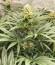 Sugar Black Rose Early Version fem (Delicious Seeds) семена конопли