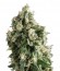 Auto Lennon fem (Pyramid Seeds) семена конопли