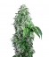 Big Devil F1 Fast Version fem (Sweet Seeds) семена конопли