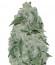 Chronic Ryder Auto fem (Doctor’s Choice) семена конопли