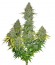 Fast Bud Auto fem (Sweet Seeds) семена конопли