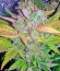 NY Diesel fem (Vision Seeds) семена конопли