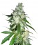 Power Kush fem (Dinafem Seeds) семена конопли
