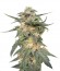 Royal Haze Automatic fem (Royal Queen Seeds) семена конопли