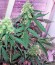 Vertigo Auto fem (Paradise Seeds) семена конопли