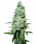 AK 47 reg (Serious Seeds) семена конопли