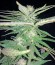 Critical Cheese fem (Dinafem Seeds) семена конопли