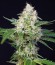 Crystal Candy fem (Sweet Seeds) семена конопли