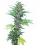 Green Poison Auto fem (Sweet Seeds) семена конопли