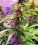 Northern Lights Auto fem (Herbies Seeds) семена конопли