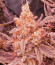 Orange Creampop fem (Humboldt Seed Company) семена конопли