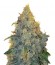 Appleberry fem (Sumo Seeds) семена конопли