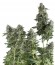 Auto Northern Lights fem сорт конопли Pyramid Seeds