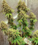 Marshmallow OG fem (Compound Genetics) семена конопли