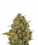 Royal Moby fem (Royal Queen Seeds) семена конопли