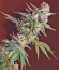 San Fernando Lemon Kush fem (Sweet Seeds) семена конопли