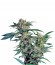 Skunk Kush fem (Sensi Seeds) семена конопли