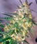 Snow White (Big Bud) fem (Nirvana Seeds) семена конопли