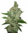 Super Lemon Haze fem (Green House Seeds) семена конопли