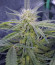 Wedding Cake Auto fem (Barney's Farm) семена конопли