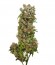 White Spanish fem (VIP seeds) семена конопли