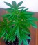 Сорт конопли Cheese XXL Autoflowering