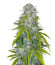Critical XXL fem (Herbies Seeds) семена конопли