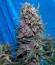 Delahaze fem (Paradise Seeds) семена конопли