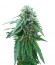 Early Skunk reg (Sensi Seeds) семена конопли