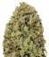 Fast & Vast Auto fem семена конопли