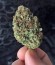 Flowerbomb Kush fem (Strain Hunters) семена конопли