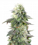 Remo Chemo fem (Dinafem Seeds) семена конопли