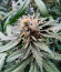 Runtz Punch fem (Herbies Seeds) семена конопли