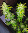 WiFi Kush fem (AlphaFem Seeds) семена конопли