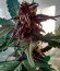 Auto Dark Purple fem (Delicious Seeds) семена конопли