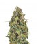 Diesel Automatic fem (Royal Queen Seeds) семена конопли