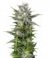 Pineapple Skunk fem (Humboldt Seeds) семена конопли