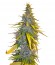 S.A.D. Sweet Afgani Delicious F1 Fast Version fem (Sweet Seeds) семена конопли