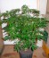Super Skunk Auto Fem (Vision Seeds) семена конопли