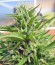 S.A.D. Sweet Afgani Delicious S1 fem (Sweet Seeds) семена конопли