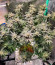Apple Betty fem (Herbies Seeds) семена конопли