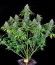 Double Dutch fem (Serious Seeds) семена конопли