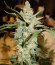 Auto Collection #2 (00 Seeds) микс семян конопли