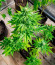 Auto Bruce Banner XXL fem (Advanced Seeds) семена конопли