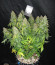Auto Tutankhamon fem (Pyramid Seeds) семена конопли