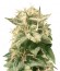 Auto Bubble fem (Female Seeds) семена конопли